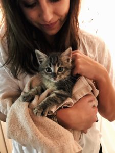 holding small grey kitten
