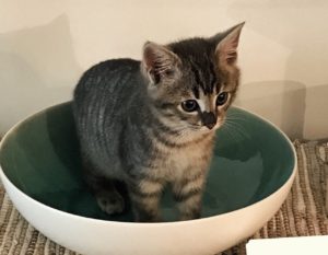 scarlett in a bowl