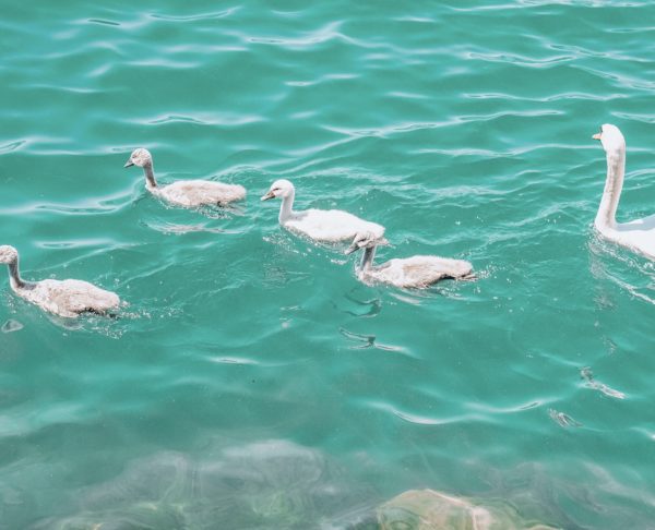 baby swans in lake como