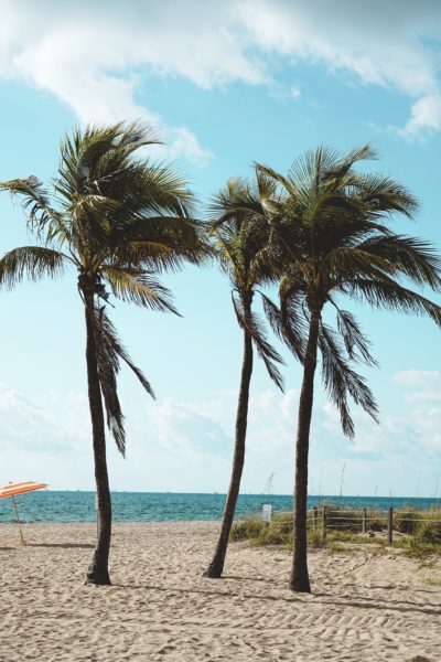 b ocean resort palm trees