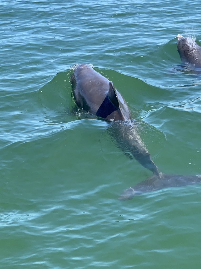 dolphins near egmont key