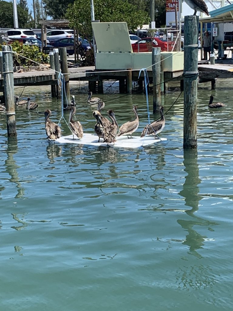pelicans on board