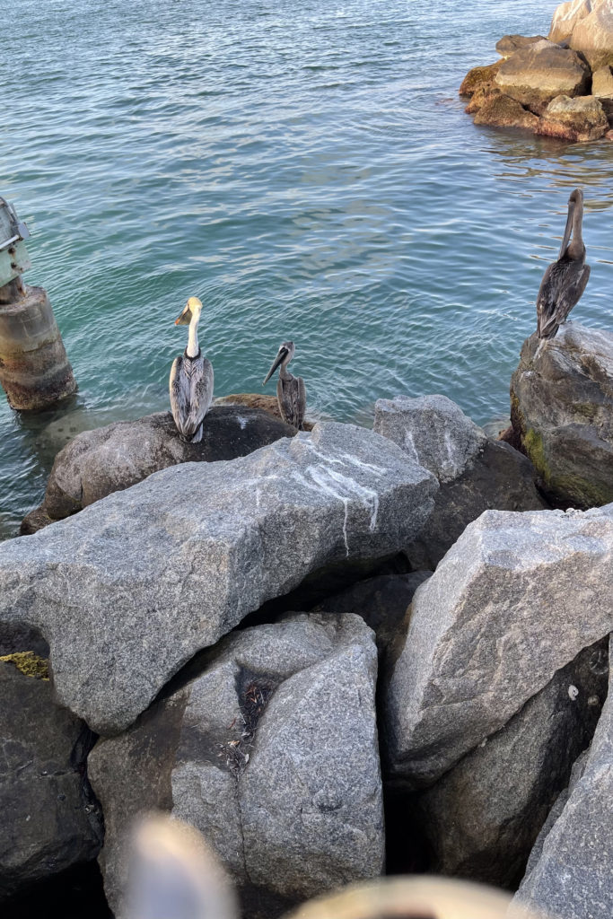 key west pelicans