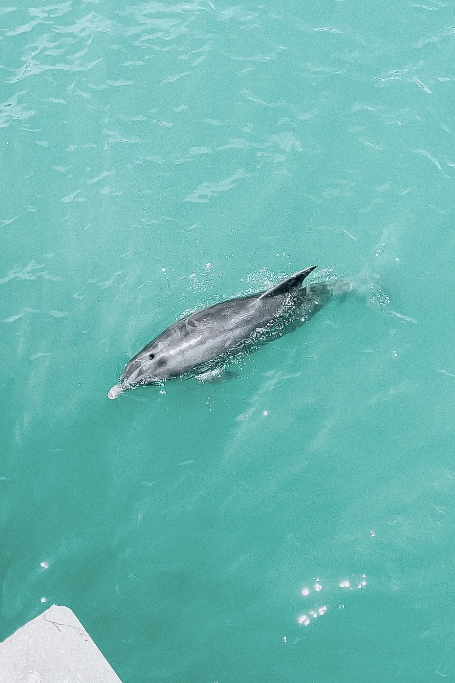 naples dolphin